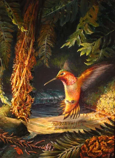 Rufus Hummingbird 1985