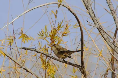 Wetlands Park, Las Vegas, NV