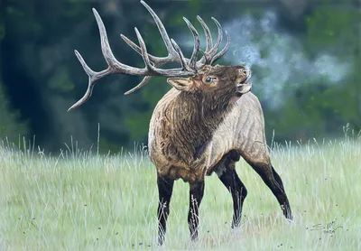 Bull Elk