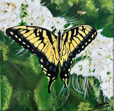 Jen's Tiger Swallowtail