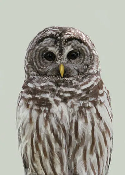 Barred Owl Portrait in Four Colors