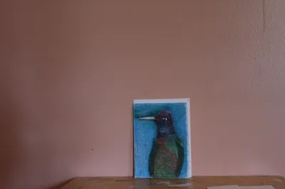 The Colorful Humming Bird