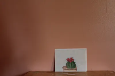 Cactus