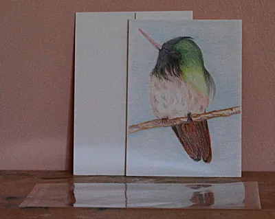 Anna's Humming Bird