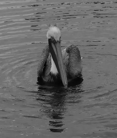 Pelican in B &amp; W