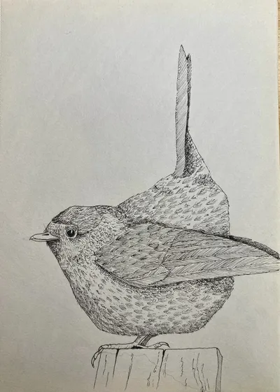 "It's all about the birds"