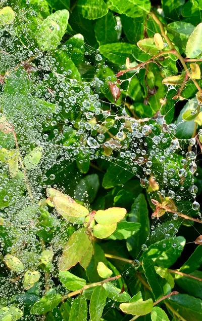 Morning Dew