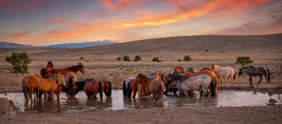Wild Horses at Sunset