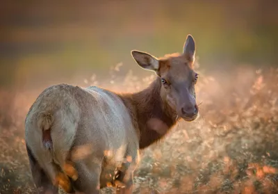 Cow Tule Elk, San Luis National Wildlife Refuge