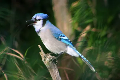 Noisy Bluejay