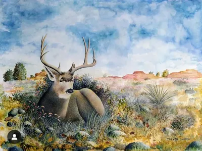 Mule Deer - Watercolor Painting