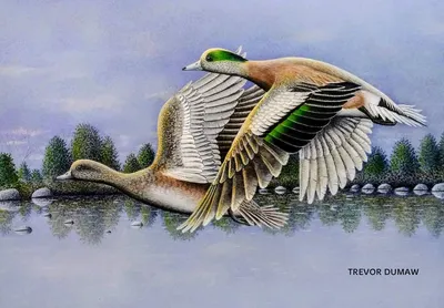 American Wigeons - Acrylic Painting
