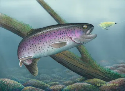 Winning 2024 Delaware Trout Stamp Design - Acrylic Painting