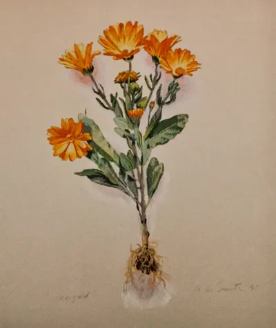 Marigold