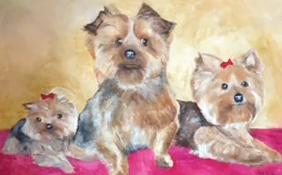 Yorkies