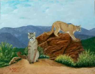 Cougar Lookout