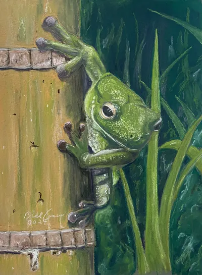 White Lipped Tree Frog