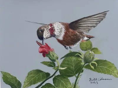 Rufus Hummingbird
