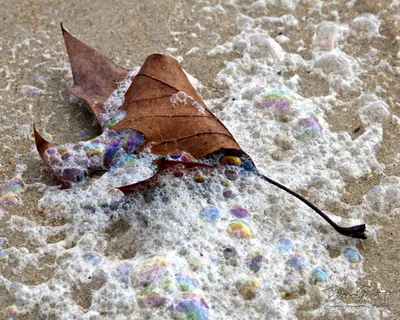 Midsummer's Daydream