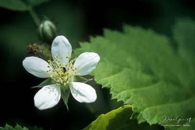 Wild Blackberry Blossom