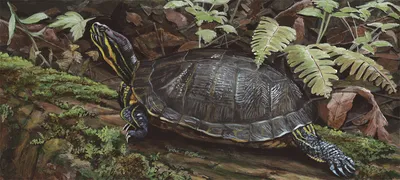 Science Illustration for publication