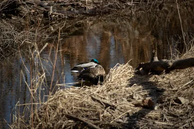 Resting Ducks on Sunny Spring Day.