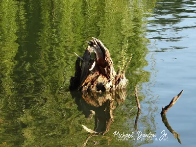 Calm and Seemingly Immovable