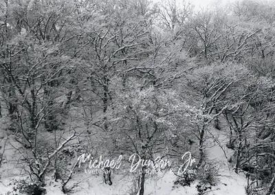 Fresh Wintery Forest