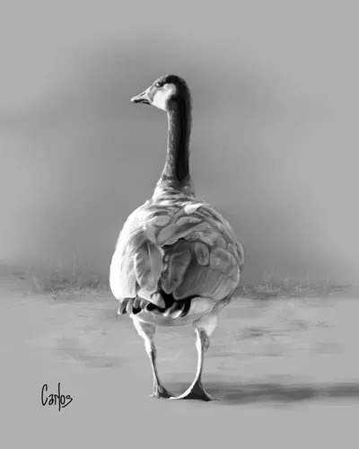 Canada Goose