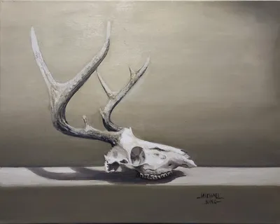 Deer Skull