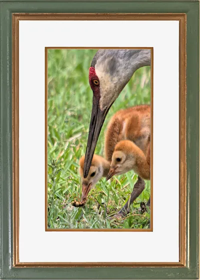 Sandhill Cranes