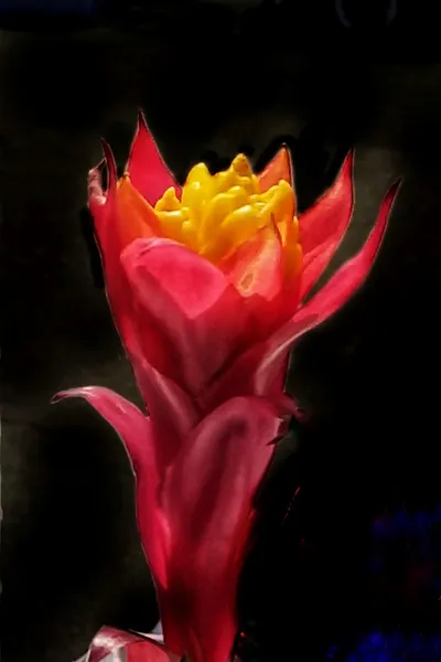 Bromelia