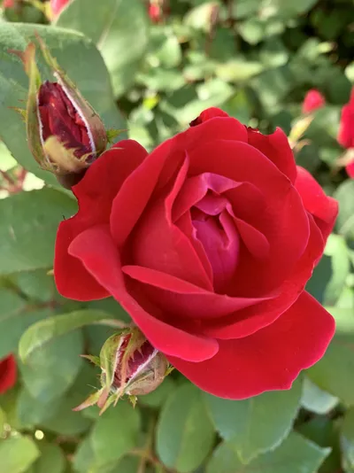 Painting The Roses Red