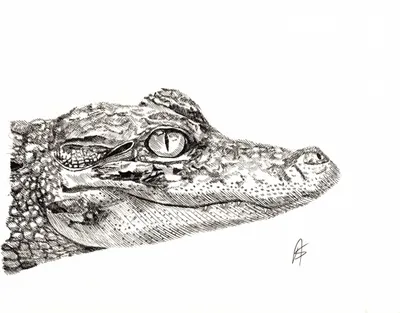 Caiman Crocodile
