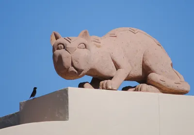 I'm not afraid of this cat