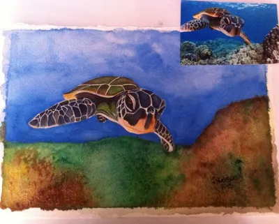 Sea Turtle
