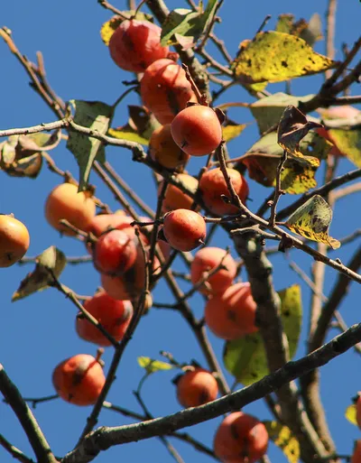 Persimmons