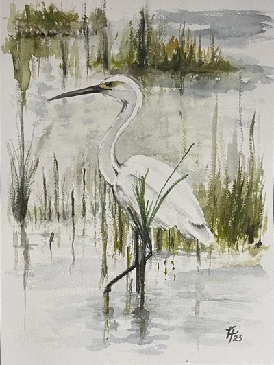 Marsh Egret
