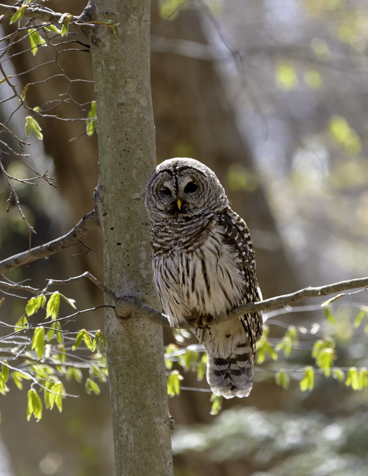 Barred Owl